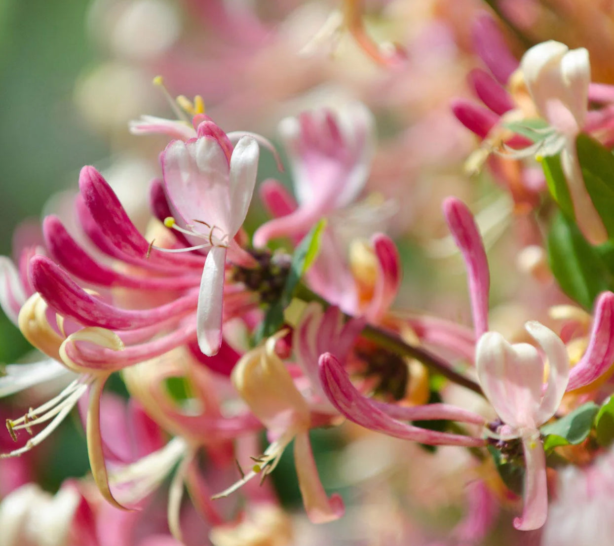 Japanese Honeysuckle