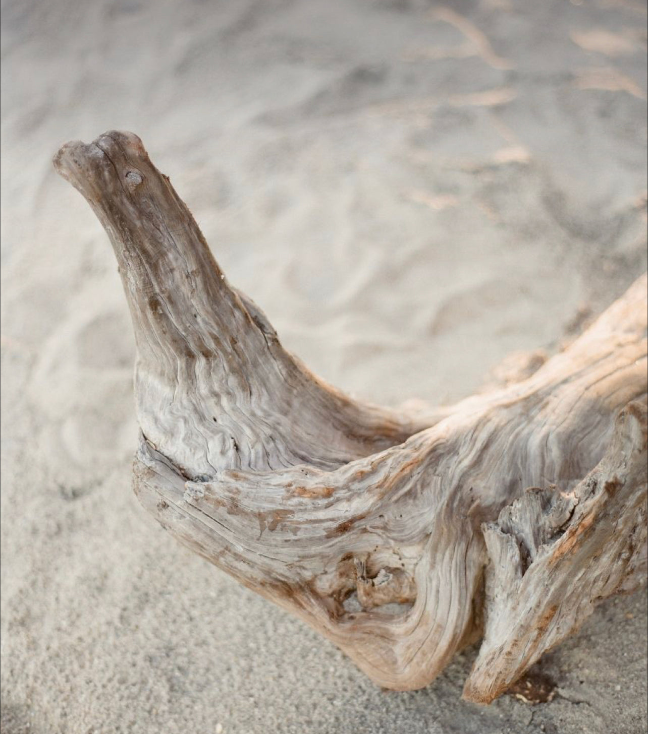 Sea Salt & Driftwood